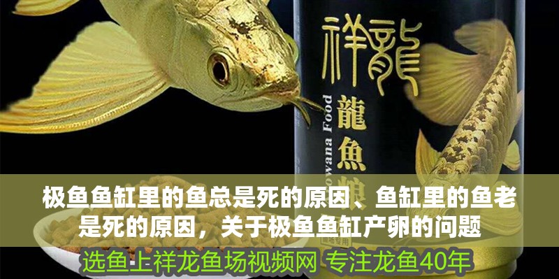 極魚魚缸里的魚總是死的原因、魚缸里的魚老是死的原因，關于極魚魚缸產(chǎn)卵的問題