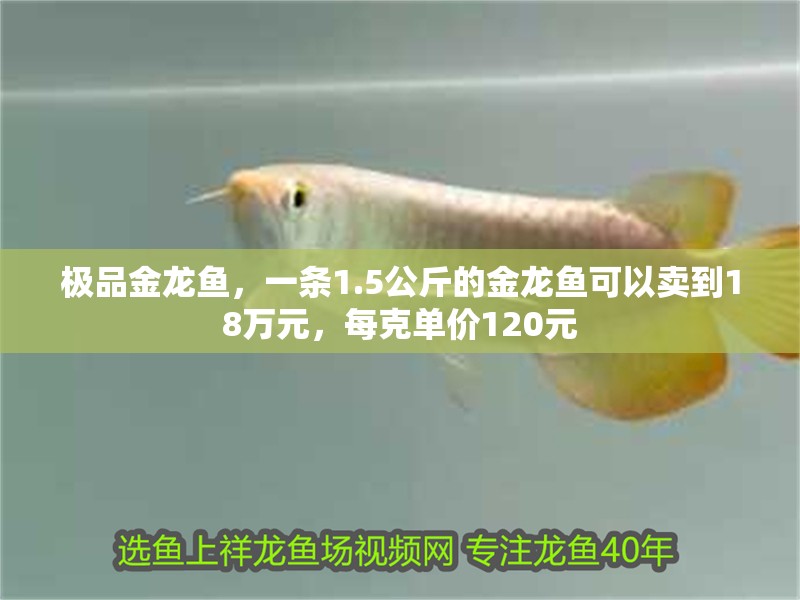 極品金龍魚，一條1.5公斤的金龍魚可以賣到18萬元，每克單價120元