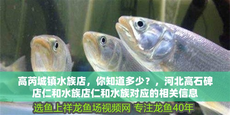 高芮城鎮(zhèn)水族店，你知道多少？，河北高石碑店仁和水族店仁和水族對應的相關(guān)信息