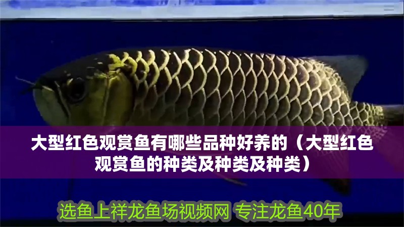 大型紅色觀賞魚有哪些品種好養的（大型紅色觀賞魚的種類及種類及種類）