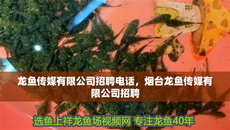 龍魚傳媒有限公司招聘電話，煙臺龍魚傳媒有限公司招聘