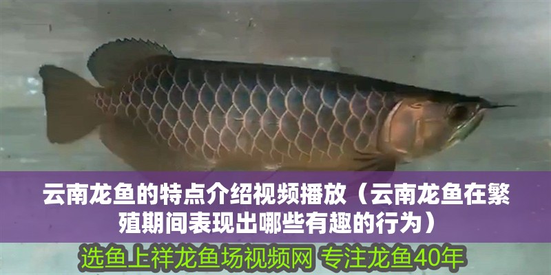 云南龍魚的特點介紹視頻播放（云南龍魚在繁殖期間表現出哪些有趣的行為）