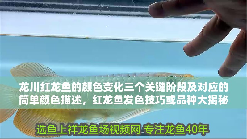 龍川紅龍魚的顏色變化三個關鍵階段及對應的簡單顏色描述，紅龍魚發色技巧或品種大揭秘:辣椒、血紅與橙紅龍的差異