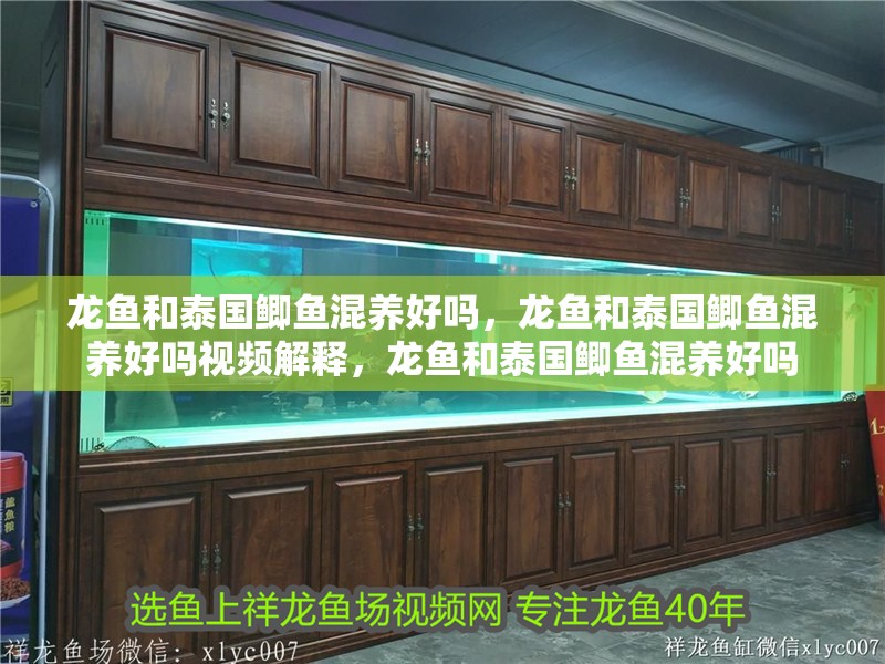 龍魚和泰國鯽魚混養好嗎，龍魚和泰國鯽魚混養好嗎視頻解釋，龍魚和泰國鯽魚混養好嗎