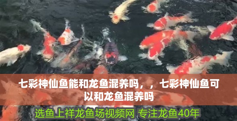 七彩神仙魚能和龍魚混養嗎，，七彩神仙魚可以和龍魚混養嗎
