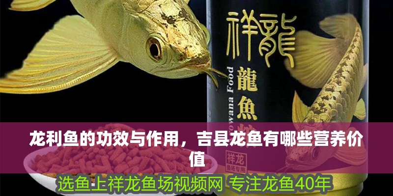 龍利魚的功效與作用，吉縣龍魚有哪些營養價值
