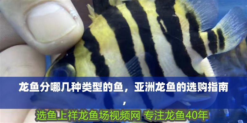龍魚(yú)分哪幾種類(lèi)型的魚(yú)，亞洲龍魚(yú)的選購(gòu)指南，