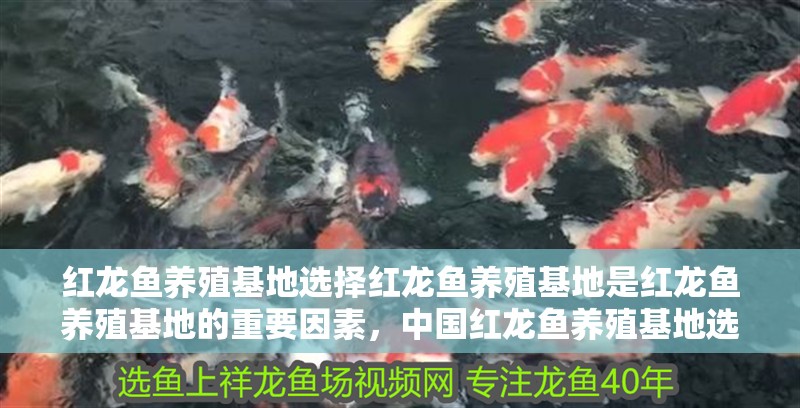 紅龍魚養(yǎng)殖基地選擇紅龍魚養(yǎng)殖基地是紅龍魚養(yǎng)殖基地的重要因素，中國(guó)紅龍魚養(yǎng)殖基地選擇
