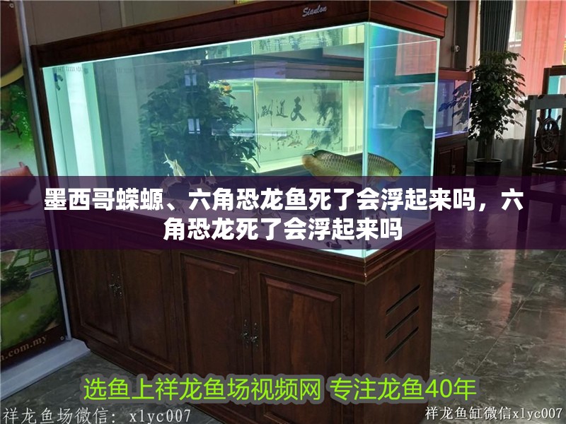 墨西哥蠑螈、六角恐龍魚死了會浮起來嗎，六角恐龍死了會浮起來嗎