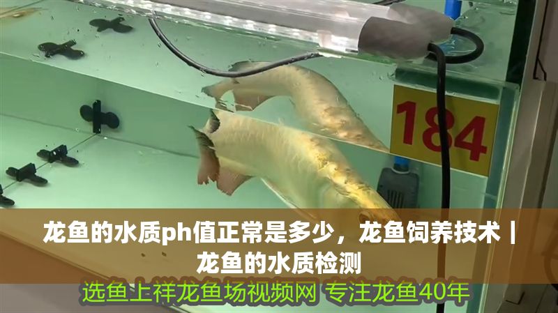 龍魚的水質ph值正常是多少，龍魚飼養技術｜龍魚的水質檢測