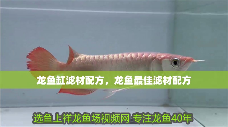 龍魚缸濾材配方，龍魚最佳濾材配方