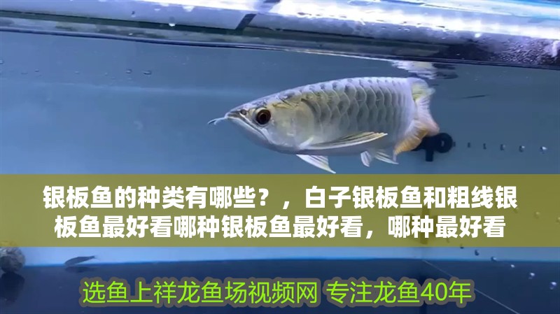 銀板魚的種類有哪些？，白子銀板魚和粗線銀板魚最好看哪種銀板魚最好看，哪種最好看