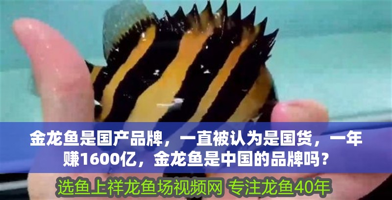 金龍魚是國產品牌，一直被認為是國貨，一年賺1600億，金龍魚是中國的品牌嗎？