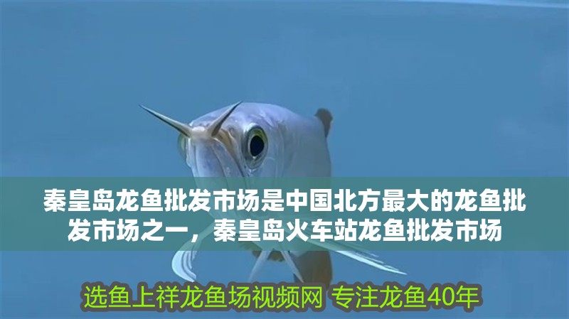 秦皇島龍魚批發市場是中國北方最大的龍魚批發市場之一，秦皇島火車站龍魚批發市場