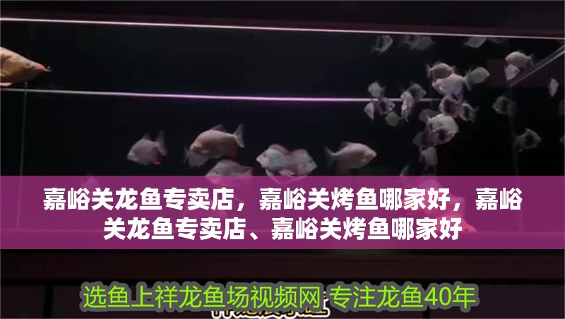 嘉峪關龍魚專賣店，嘉峪關烤魚哪家好，嘉峪關龍魚專賣店、嘉峪關烤魚哪家好