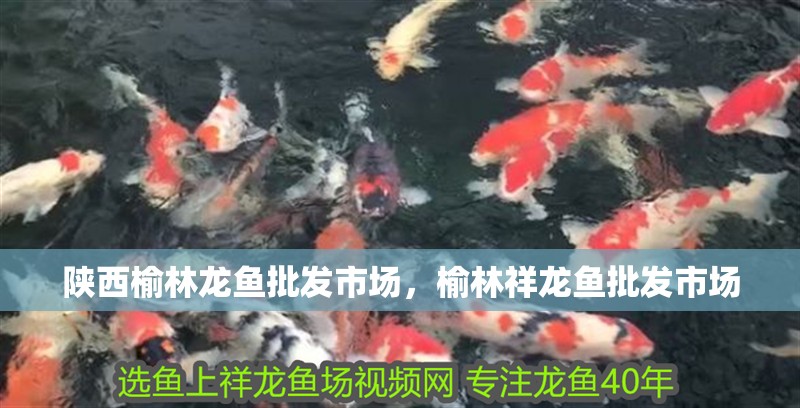 陜西榆林龍魚批發市場，榆林祥龍魚批發市場