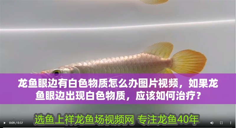 龍魚眼邊有白色物質(zhì)怎么辦圖片視頻，如果龍魚眼邊出現(xiàn)白色物質(zhì)，應(yīng)該如何治療？