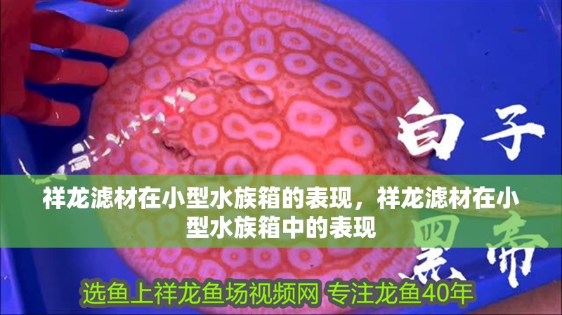 祥龍濾材在小型水族箱的表現，祥龍濾材在小型水族箱中的表現