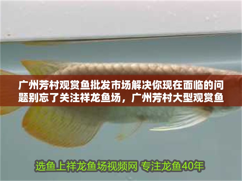 廣州芳村觀賞魚批發市場解決你現在面臨的問題別忘了關注祥龍魚場，廣州芳村大型觀賞魚市場