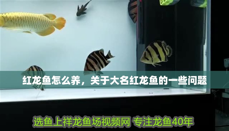 紅龍魚怎么養，關于大名紅龍魚的一些問題