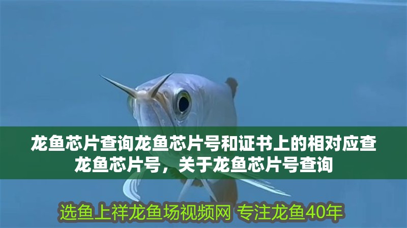 龍魚芯片查詢龍魚芯片號和證書上的相對應查龍魚芯片號，關于龍魚芯片號查詢
