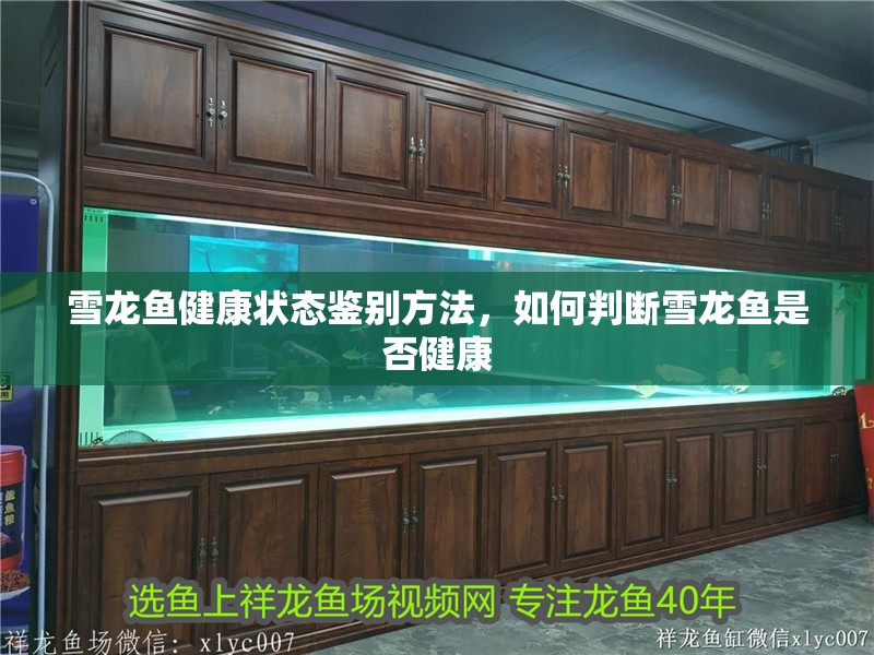 雪龍魚健康狀態(tài)鑒別方法，如何判斷雪龍魚是否健康