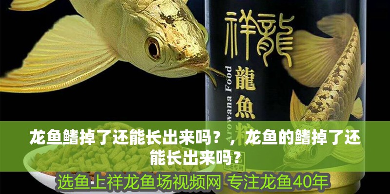 龍魚鰭掉了還能長(zhǎng)出來嗎？，龍魚的鰭掉了還能長(zhǎng)出來嗎？