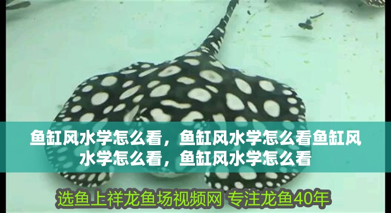 魚缸風水學怎么看，魚缸風水學怎么看魚缸風水學怎么看，魚缸風水學怎么看
