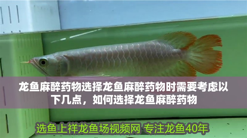 龍魚麻醉藥物選擇龍魚麻醉藥物時需要考慮以下幾點，如何選擇龍魚麻醉藥物