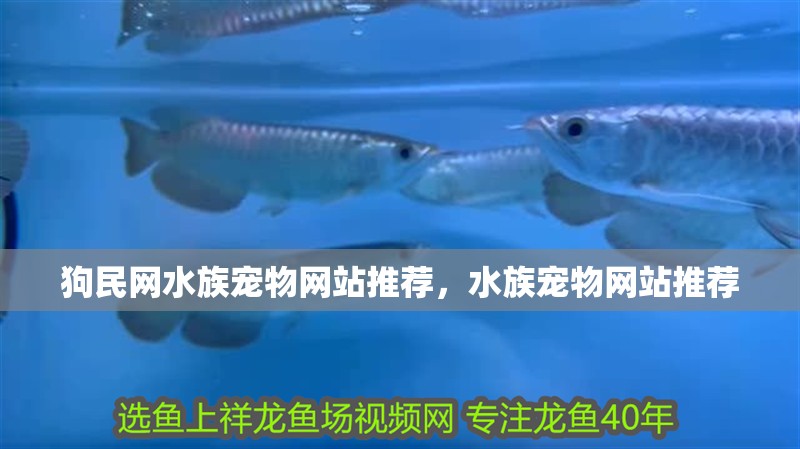 狗民網水族寵物網站推薦，水族寵物網站推薦