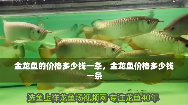 金龍魚的價(jià)格多少錢一條，金龍魚價(jià)格多少錢一條