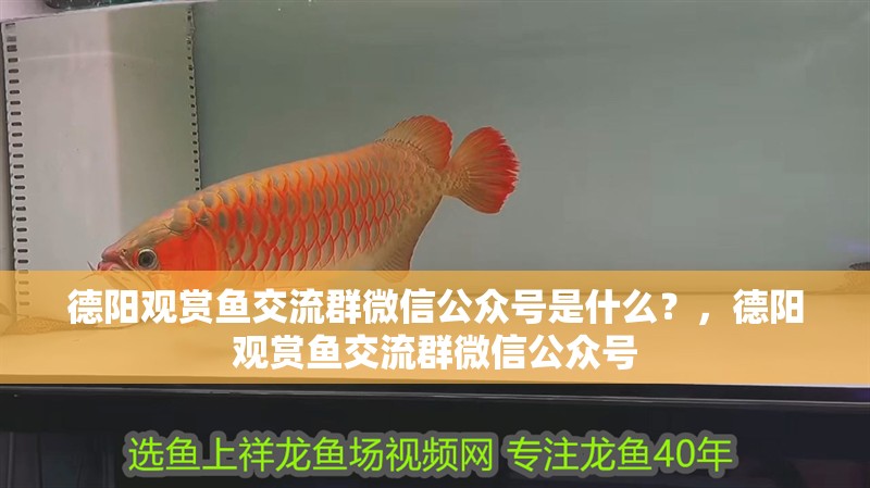 德陽觀賞魚交流群微信公眾號是什么？，德陽觀賞魚交流群微信公眾號