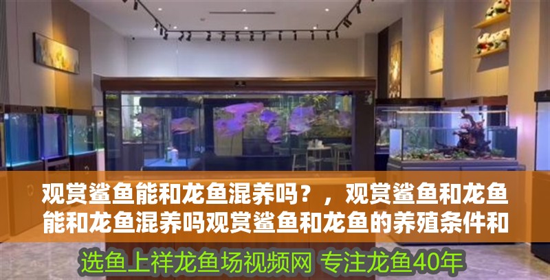 觀賞鯊魚能和龍魚混養嗎？，觀賞鯊魚和龍魚能和龍魚混養嗎觀賞鯊魚和龍魚的養殖條件和性格特點