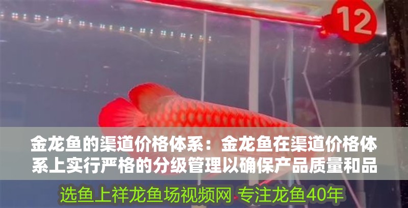 金龍魚的渠道價(jià)格體系：金龍魚在渠道價(jià)格體系上實(shí)行嚴(yán)格的分級(jí)管理以確保產(chǎn)品質(zhì)量和品牌形象