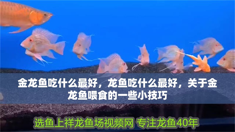 金龍魚吃什么最好，龍魚吃什么最好，關于金龍魚喂食的一些小技巧