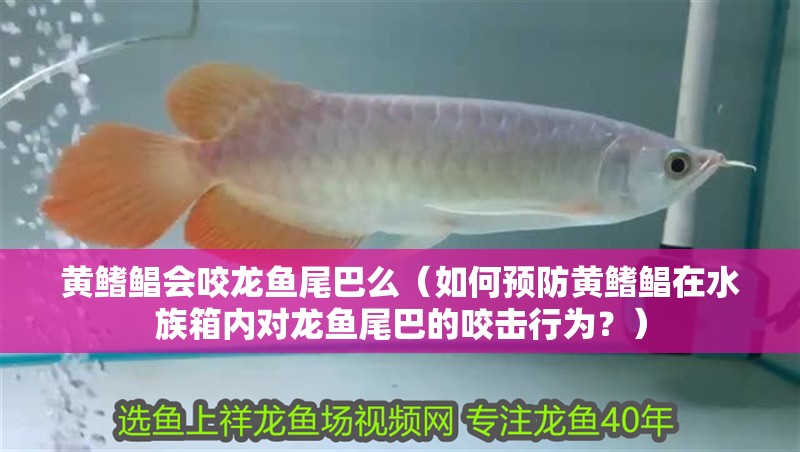 黃鰭鯧會咬龍魚尾巴么（如何預防黃鰭鯧在水族箱內對龍魚尾巴的咬擊行為？）