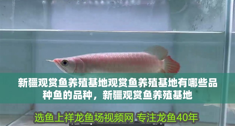 <strong><mark>新疆</mark></strong>觀賞魚養殖基地觀賞魚養殖基地有哪些品種魚的品種，<strong><mark>新疆</mark></strong>觀賞魚養殖基地