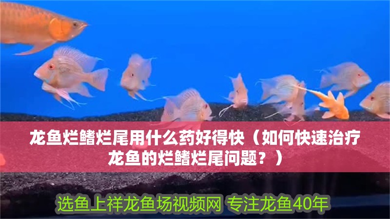 龍魚爛鰭爛尾用什么藥好得快（如何快速治療龍魚的爛鰭爛尾問題？）
