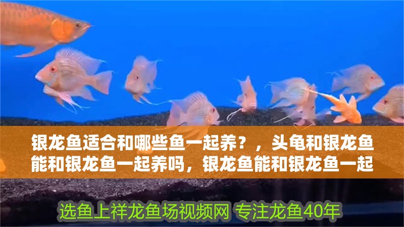 銀龍魚適合和哪些魚一起養？，頭龜和銀龍魚能和銀龍魚一起養嗎，銀龍魚能和銀龍魚一起養嗎