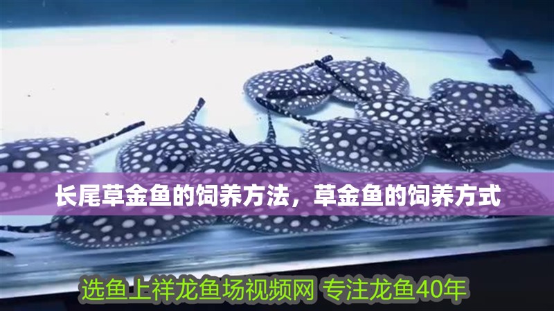 長(zhǎng)尾草金魚的飼養(yǎng)方法，草金魚的飼養(yǎng)方式