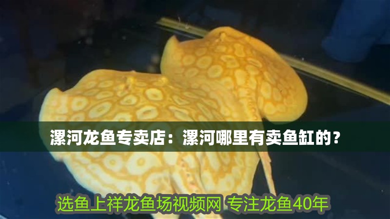 漯河龍魚專賣店：漯河哪里有賣魚缸的？