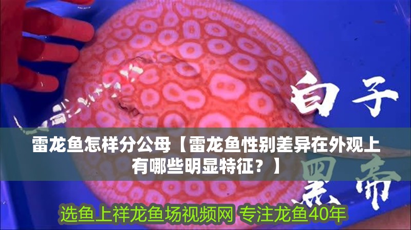 雷龍魚怎樣分公母【雷龍魚性別差異在外觀上有哪些明顯特征？】