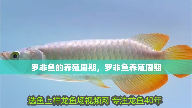 羅非魚的養殖周期，羅非魚養殖周期