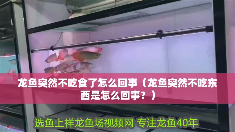 龍魚突然不吃食了怎么回事（龍魚突然不吃東西是怎么回事？）