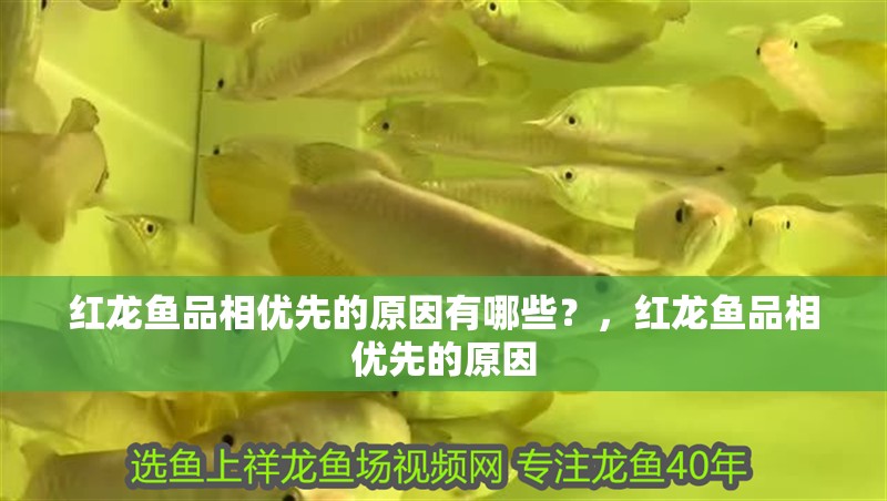 紅龍魚品相優先的原因有哪些？，紅龍魚品相優先的原因
