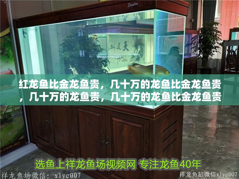 紅龍魚比金龍魚貴，幾十萬的龍魚比金龍魚貴，幾十萬的龍魚貴，幾十萬的龍魚比金龍魚貴幾十萬的龍魚比金龍魚貴一些