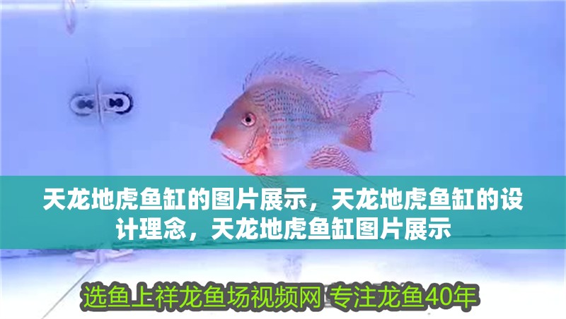 天龍地虎魚缸的圖片展示，天龍地虎魚缸的設計理念，天龍地虎魚缸圖片展示