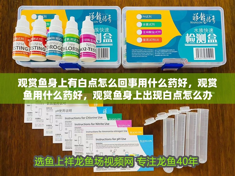 觀賞魚身上有白點怎么回事用什么藥好，觀賞魚用什么藥好，觀賞魚身上出現白點怎么辦