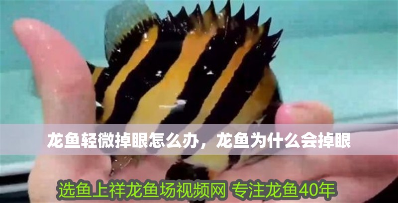 龍魚輕微掉眼怎么辦，龍魚為什么會掉眼