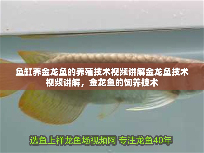 魚缸養金龍魚的養殖技術視頻講解金龍魚技術視頻講解，金龍魚的飼養技術